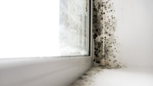 how to keep mold from coming back